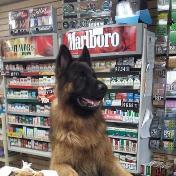 Meet your Posher, Peter - Picture 1 of 1